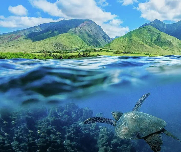 Top Reasons to Choose Maui for Your Hawaiian Vacation